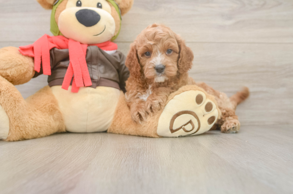 6 week old Cavapoo Puppy For Sale - Puppy Love PR