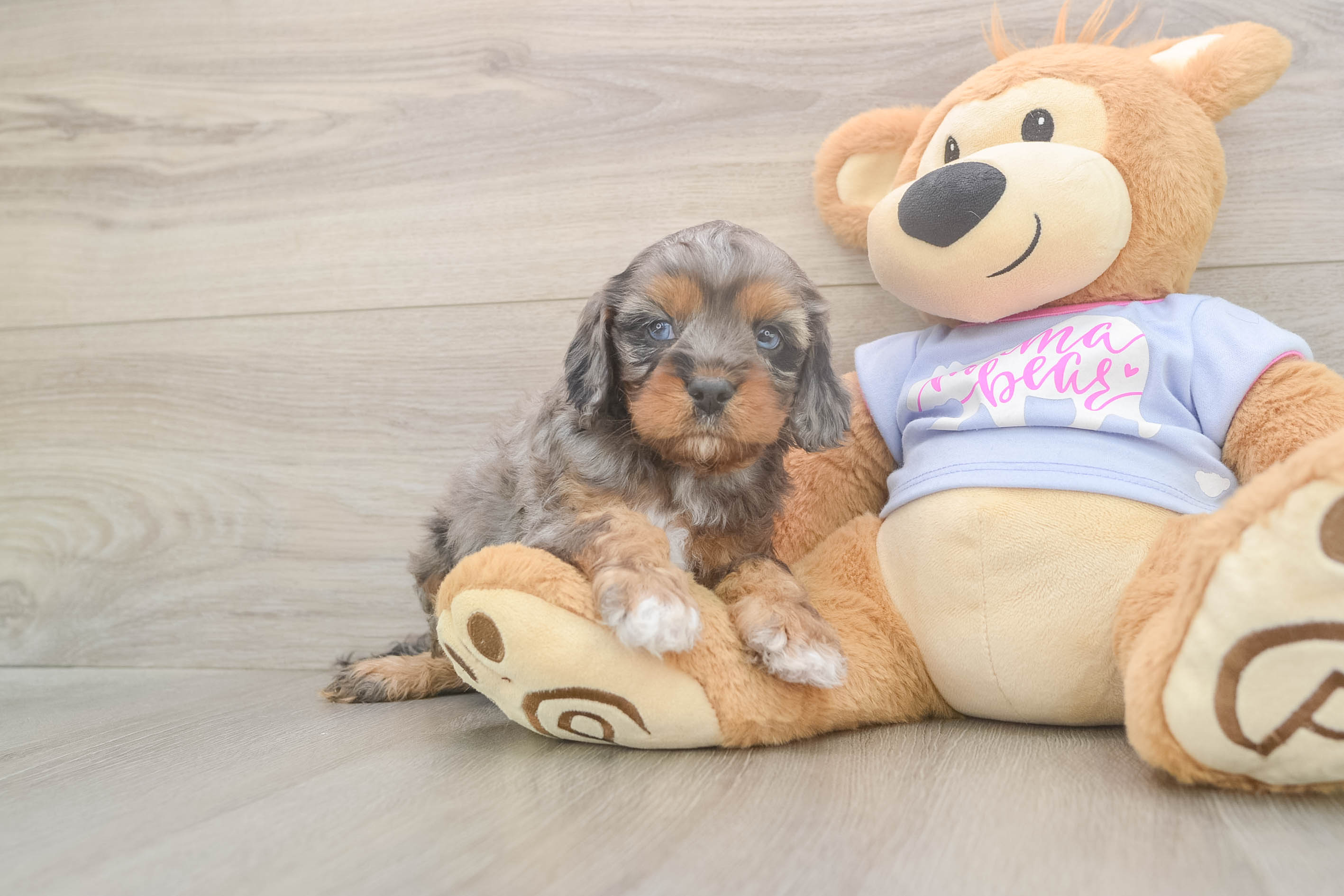 Small Cavapoo Baby
