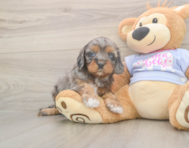 8 week old Cavapoo Puppy For Sale - Puppy Love PR