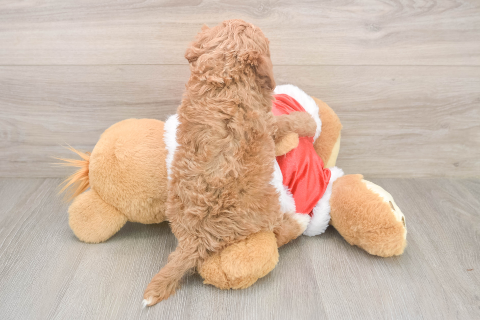 Smart Cavapoo Poodle Mix Pup