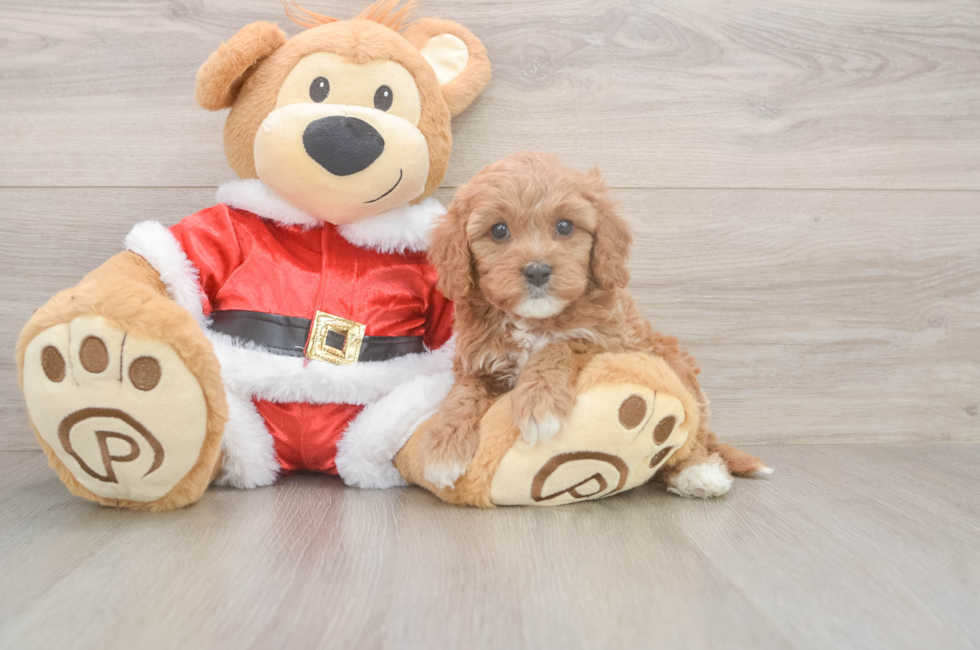 6 week old Cavapoo Puppy For Sale - Puppy Love PR