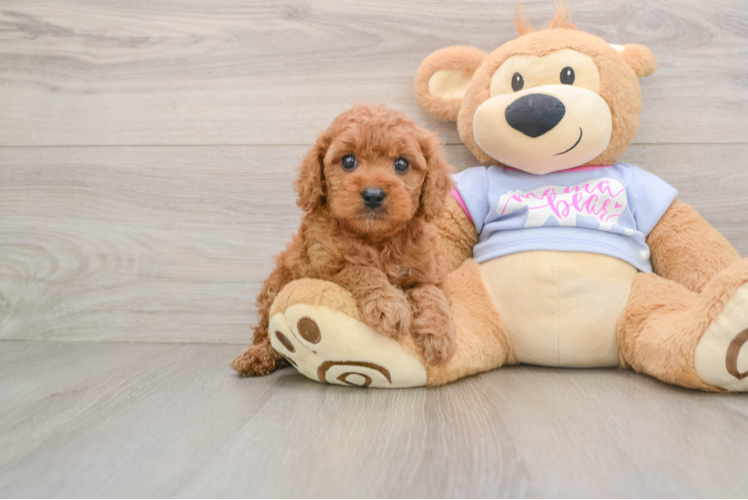 Cavapoo Puppy for Adoption