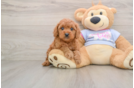 Cavapoo Puppy for Adoption