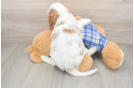 Cavapoo Pup Being Cute