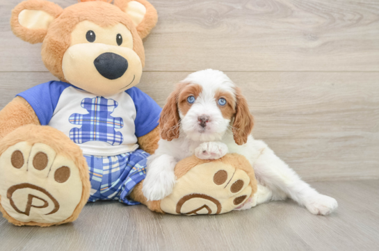 Cavapoo Pup Being Cute