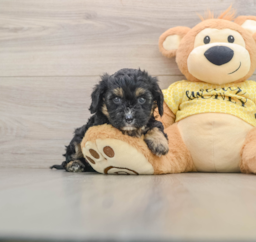 7 week old Cavapoo Puppy For Sale - Puppy Love PR