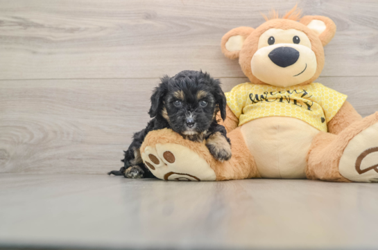 Best Cavapoo Baby