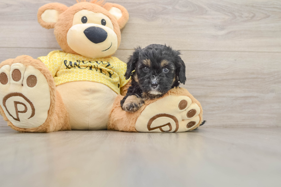 Cavapoo Pup Being Cute
