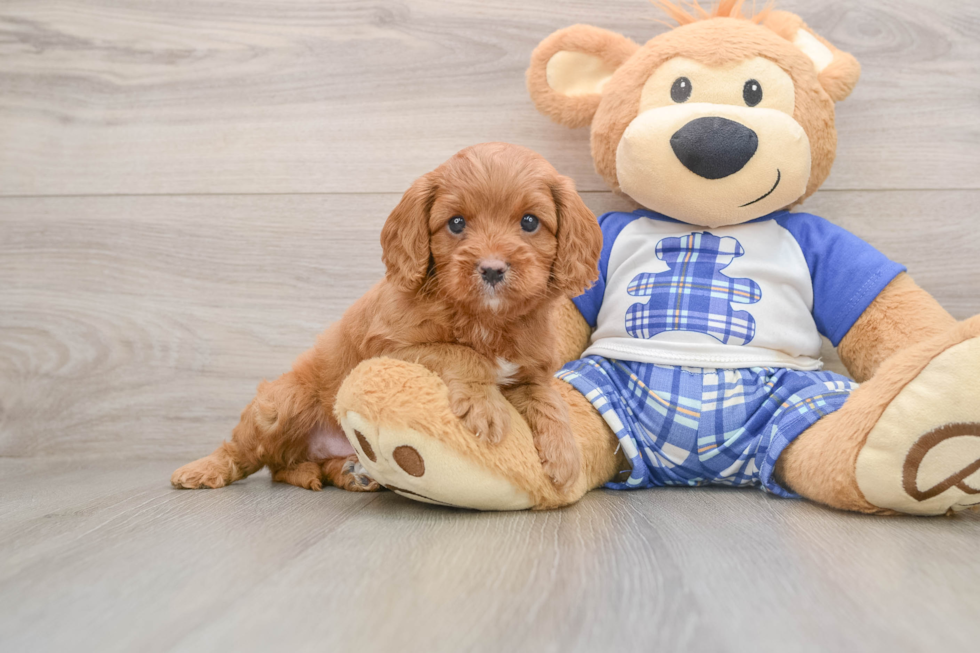 Little Cavipoo Poodle Mix Puppy