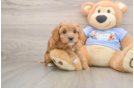 Cavapoo Puppy for Adoption