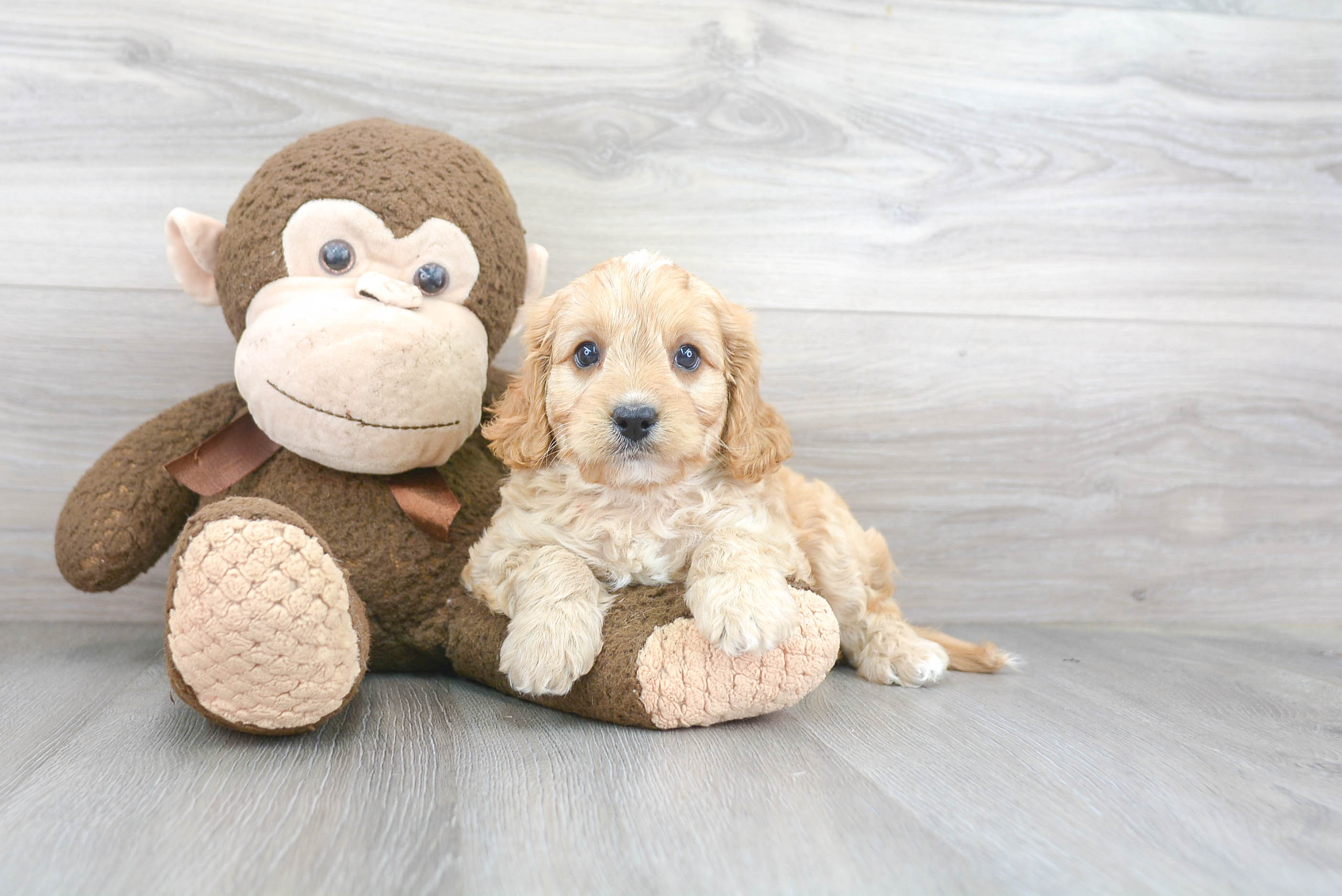 Cavapoo Pup Being Cute