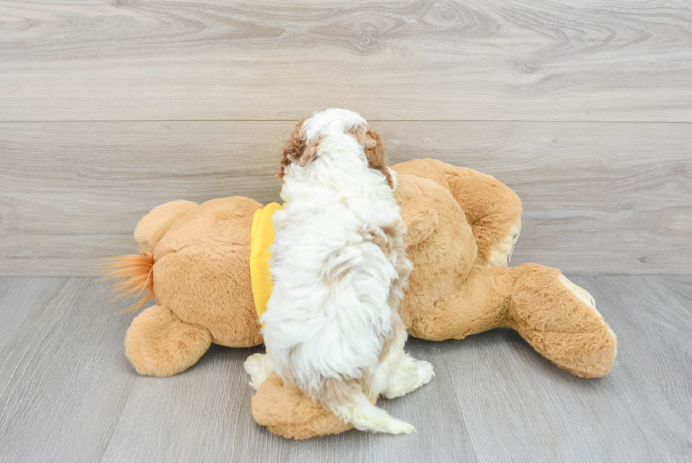 Best Cavapoo Baby