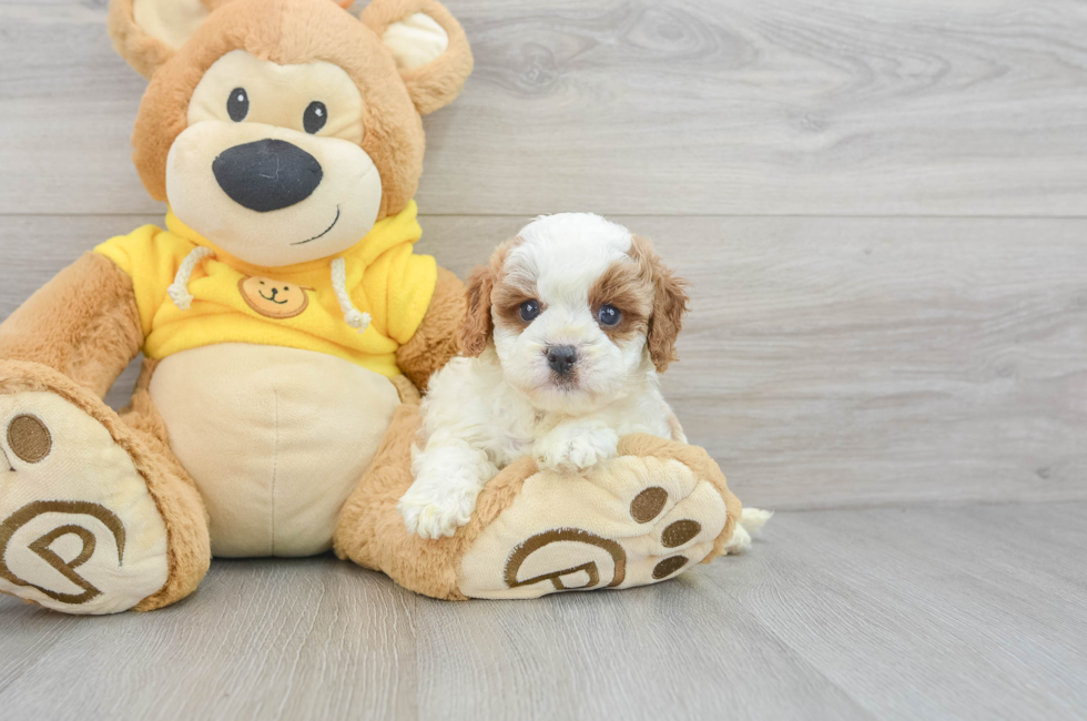 5 week old Cavapoo Puppy For Sale - Puppy Love PR
