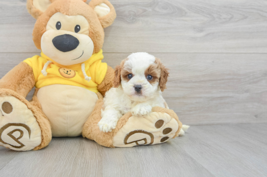 Hypoallergenic Cavoodle Poodle Mix Puppy