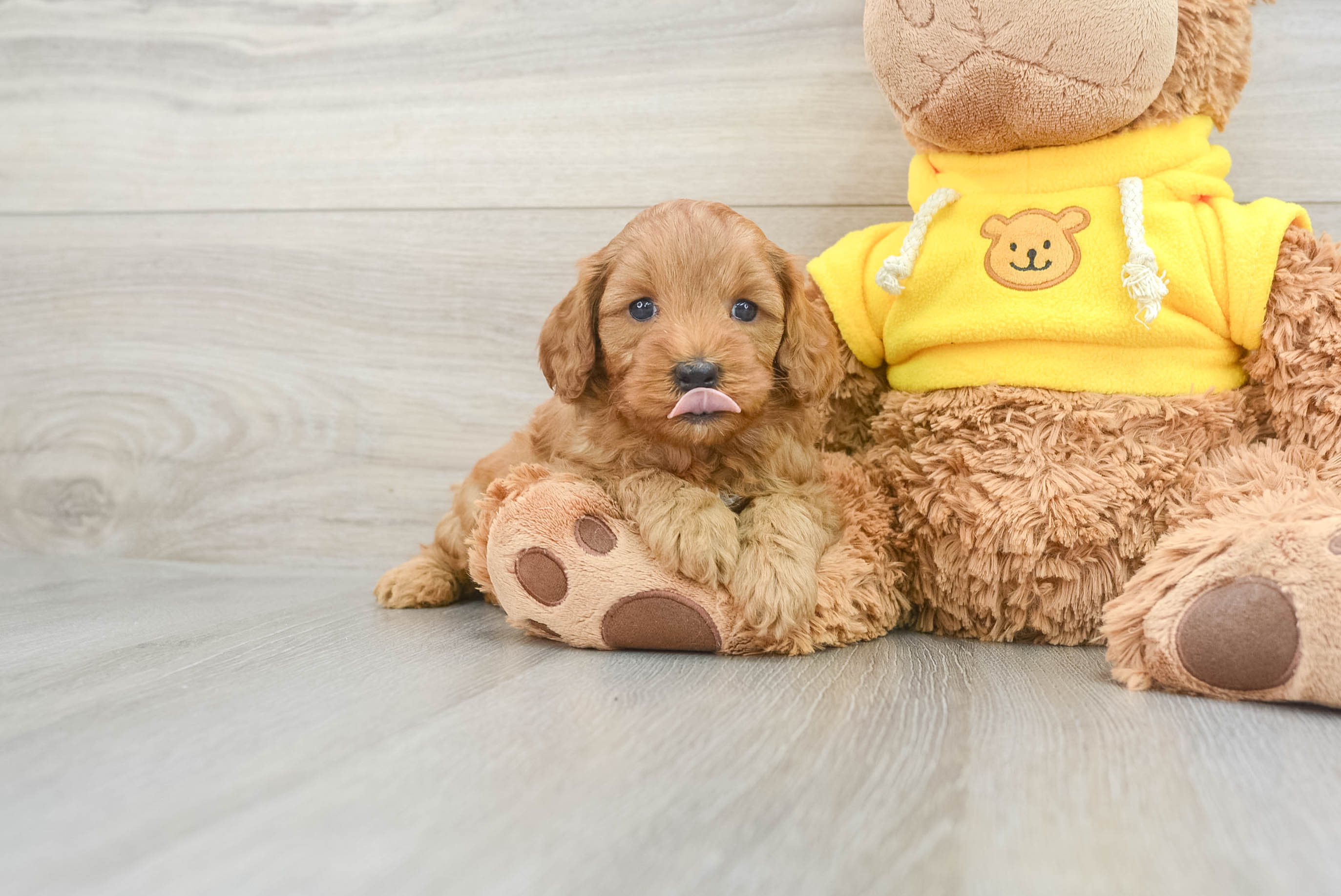 Cavapoo Puppy for Adoption
