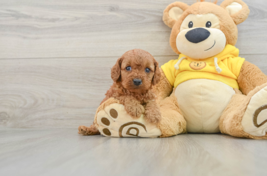 Adorable Cavalier King Charles Spaniel and Poodle Mix Poodle Mix Puppy