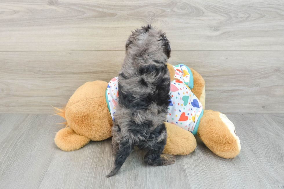 Funny Cavapoo Poodle Mix Pup