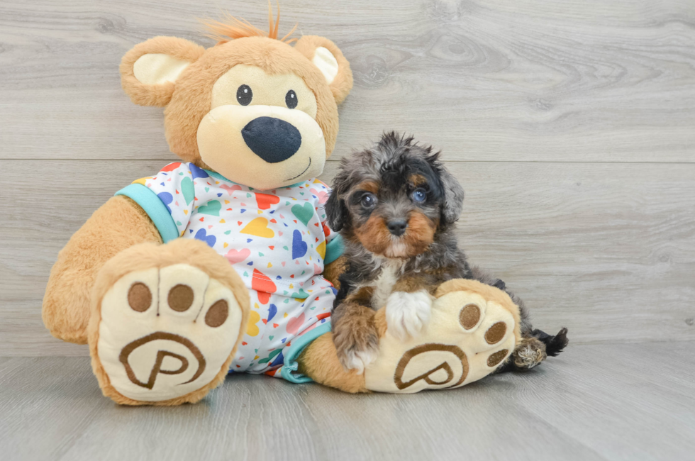 6 week old Cavapoo Puppy For Sale - Puppy Love PR