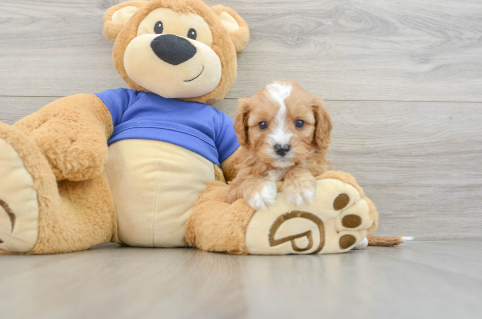 5 week old Cavapoo Puppy For Sale - Puppy Love PR