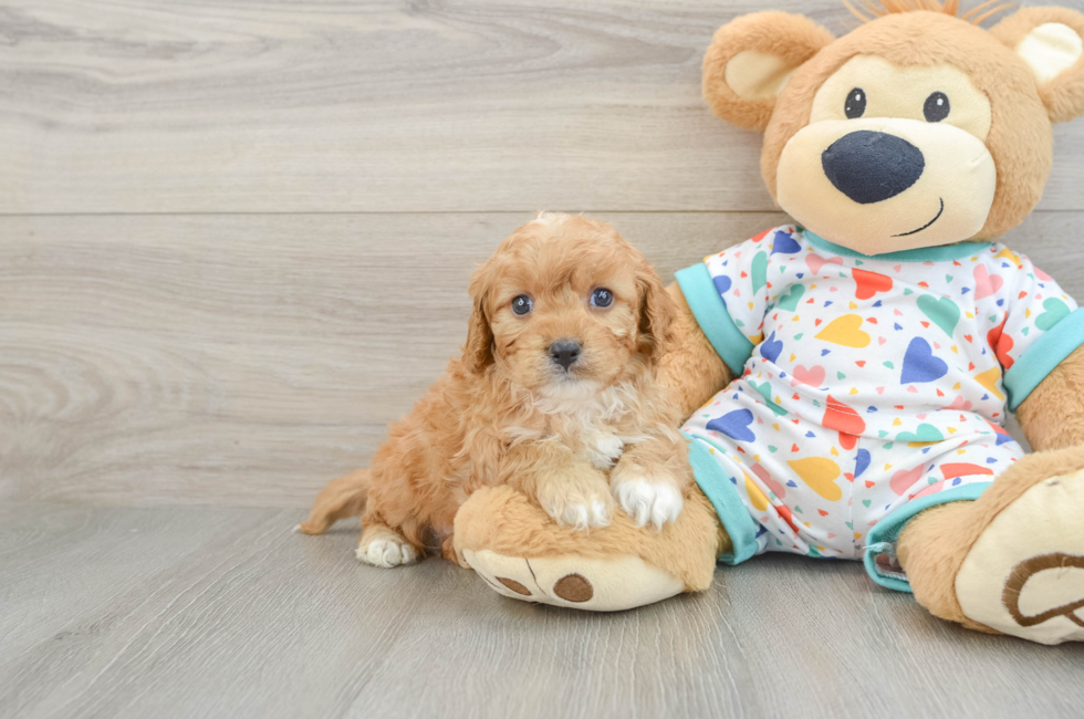 7 week old Cavapoo Puppy For Sale - Puppy Love PR