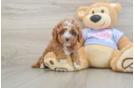 Playful Cavapoodle Poodle Mix Puppy