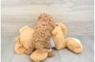 Funny Cavapoo Poodle Mix Pup