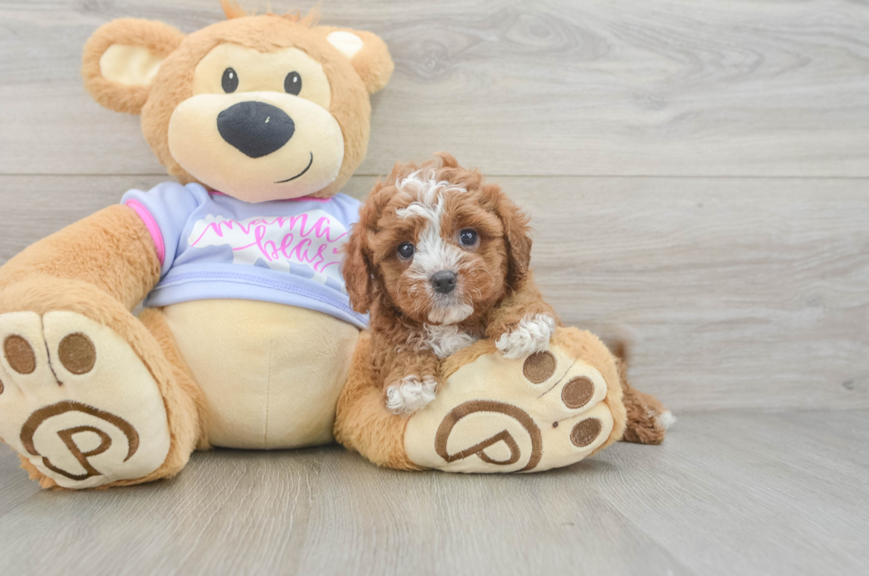 5 week old Cavapoo Puppy For Sale - Puppy Love PR