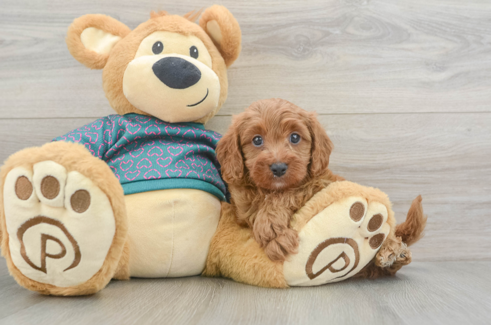 5 week old Cavapoo Puppy For Sale - Puppy Love PR