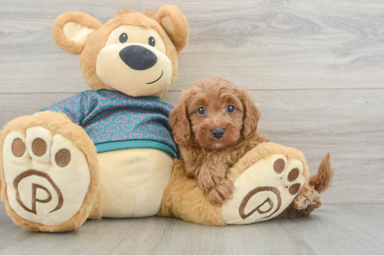 Meet Dorito - our Cavapoo Puppy Photo 1/3 - Puppy Love PR Hypoallergenic Cavadoodle Poodle Mix Puppy