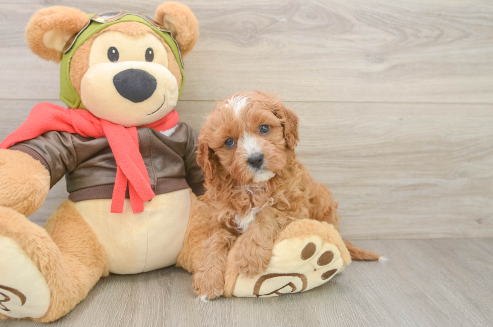 6 week old Cavapoo Puppy For Sale - Puppy Love PR