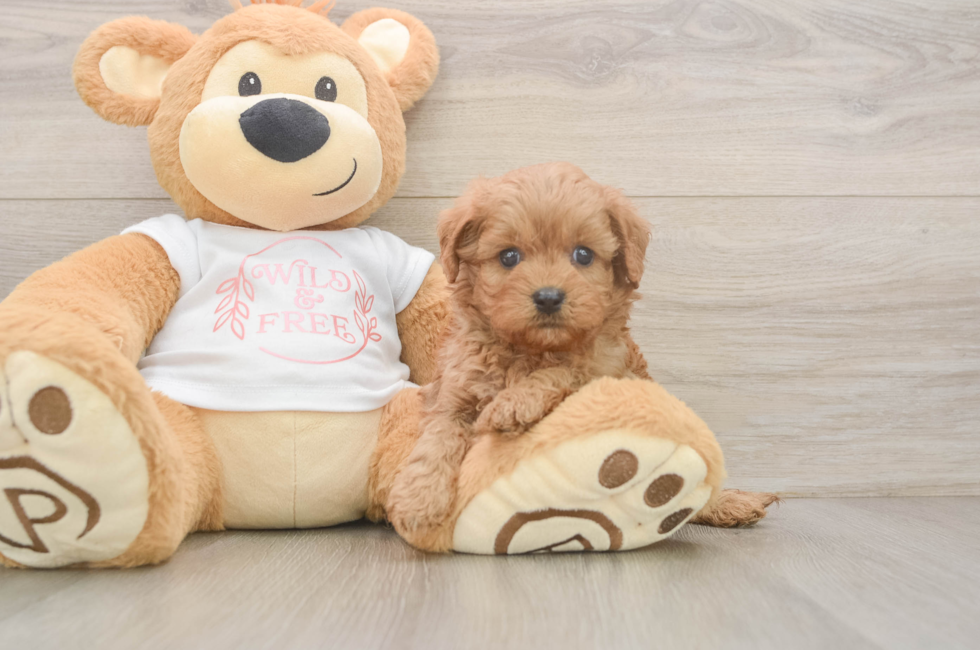 5 week old Cavapoo Puppy For Sale - Puppy Love PR