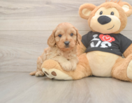 7 week old Cavapoo Puppy For Sale - Puppy Love PR