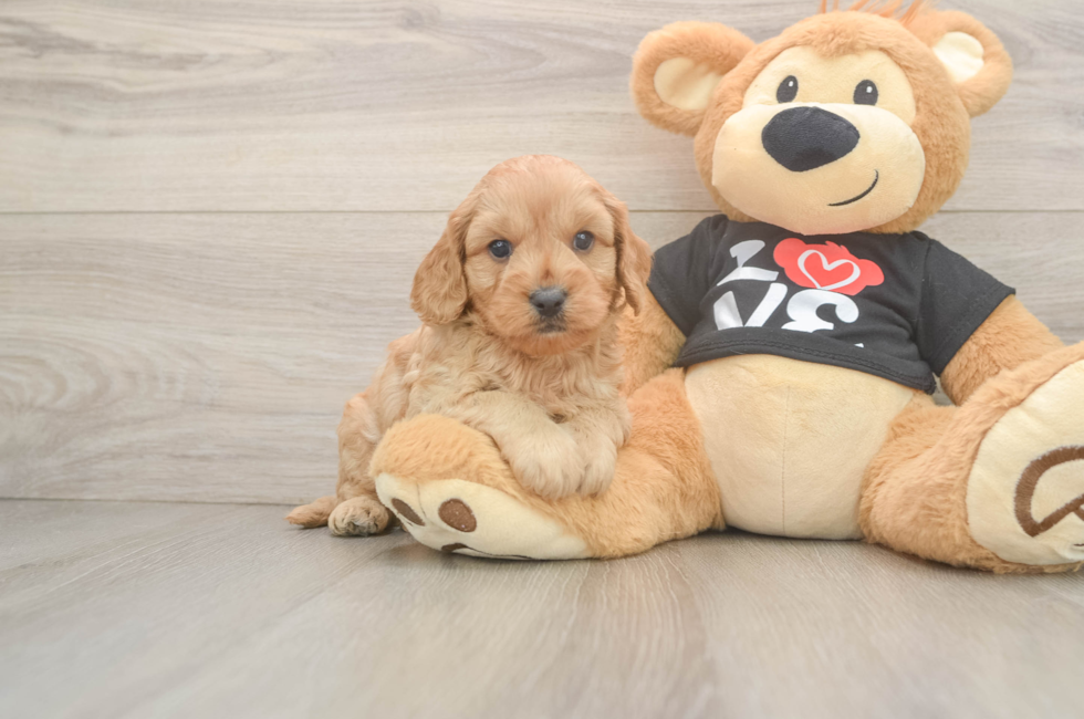 5 week old Cavapoo Puppy For Sale - Puppy Love PR
