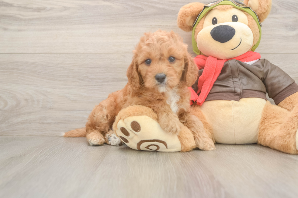 6 week old Cavapoo Puppy For Sale - Puppy Love PR