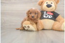 Cavapoo Puppy for Adoption
