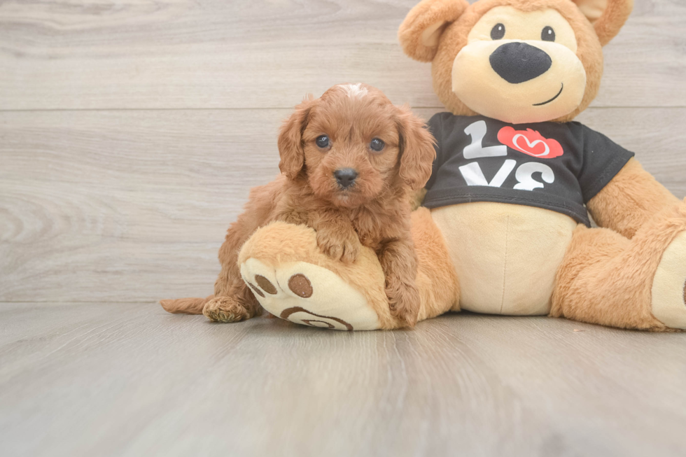 Cavapoo Puppy for Adoption