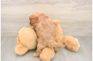 Cavapoo Pup Being Cute