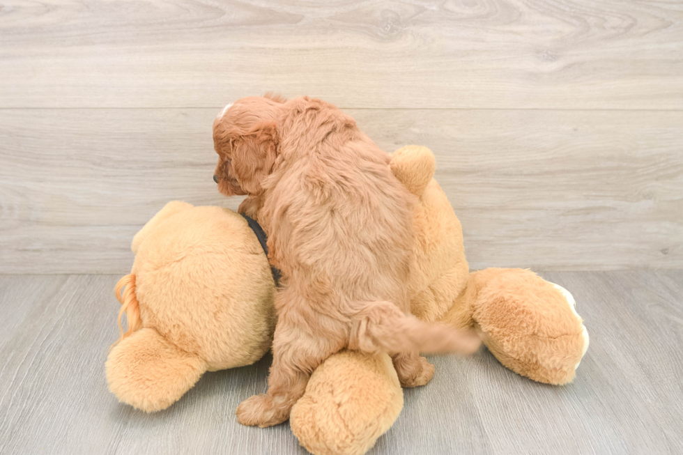 Cavapoo Pup Being Cute