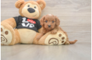 Best Cavapoo Baby
