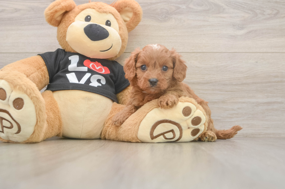 5 week old Cavapoo Puppy For Sale - Puppy Love PR