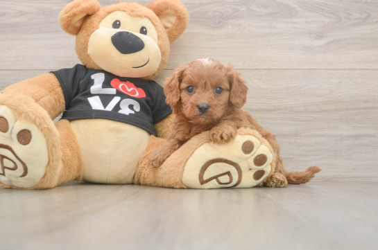 Best Cavapoo Baby