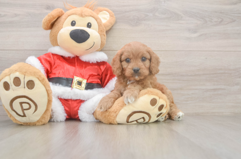 6 week old Cavapoo Puppy For Sale - Puppy Love PR