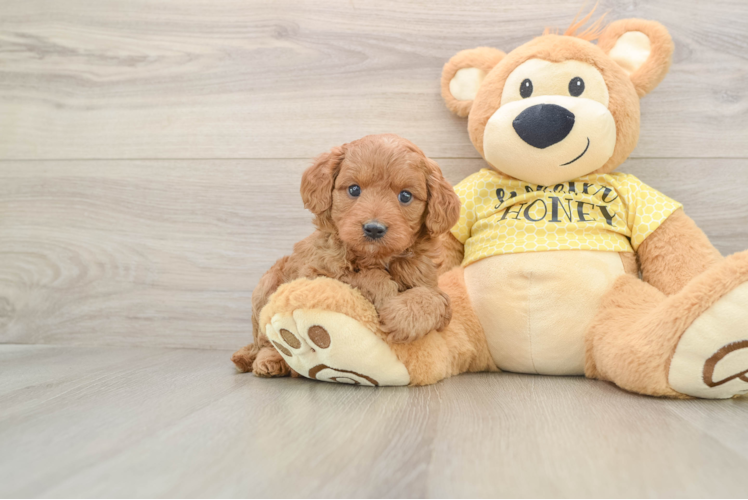 Fluffy Cavapoo Poodle Mix Pup