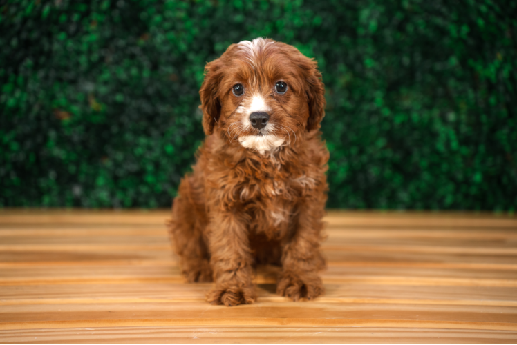 Cavapoo Puppy for Adoption
