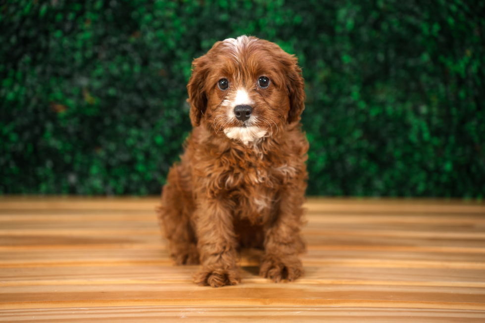 Cavapoo Puppy for Adoption