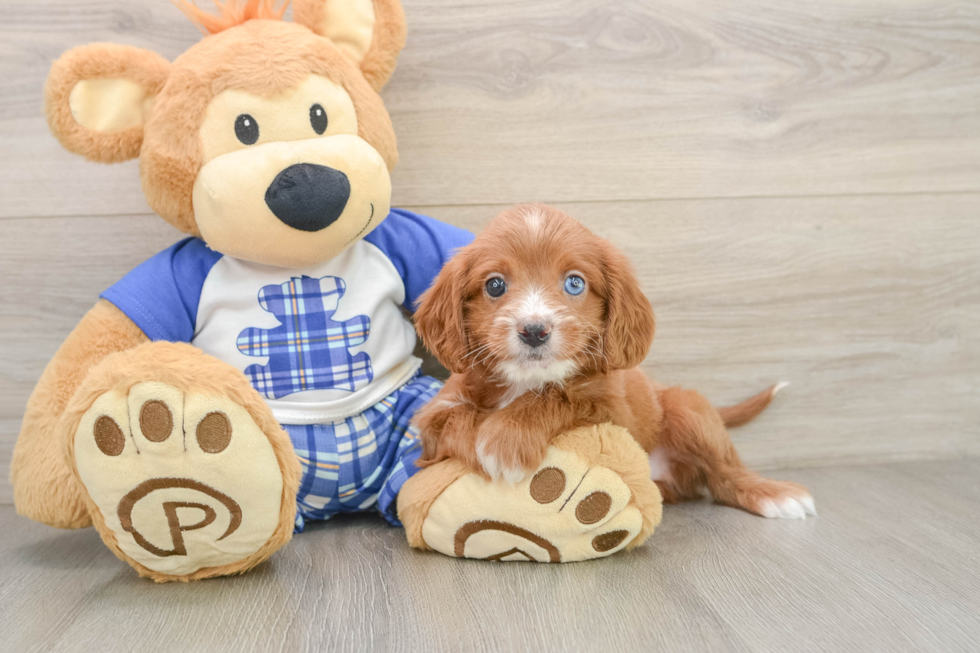 Popular Cavapoo Poodle Mix Pup