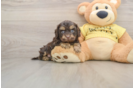 Best Cavapoo Baby