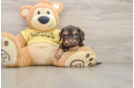 Best Cavapoo Baby