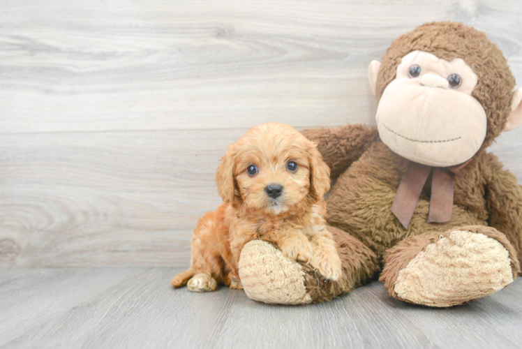 Playful Cavoodle Poodle Mix Puppy