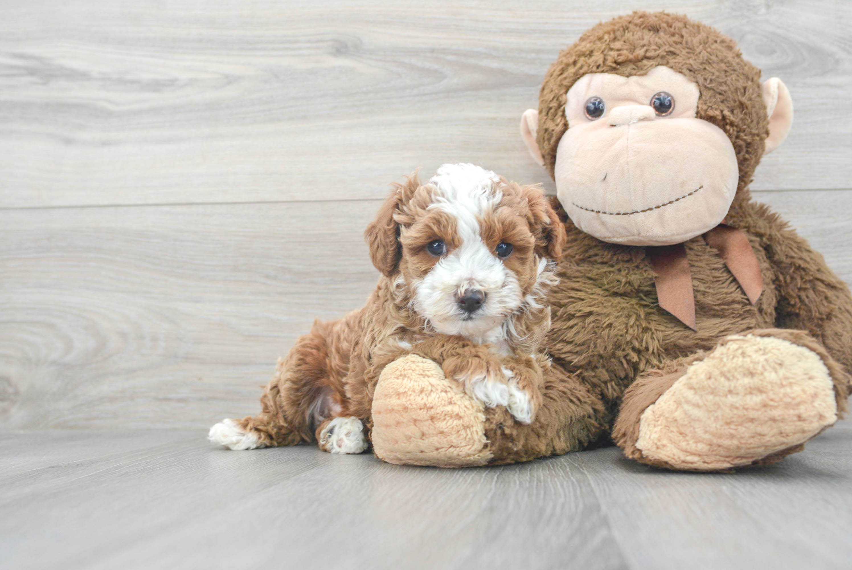 Best Cavapoo Baby